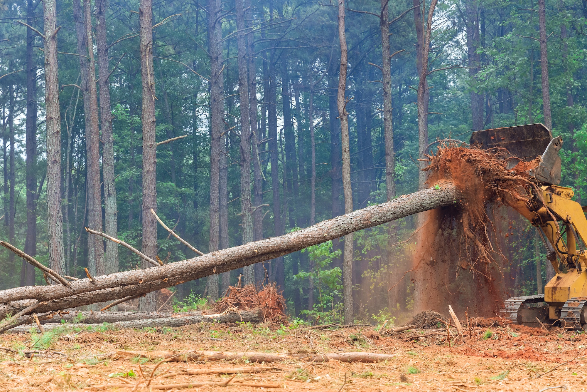 removing roots-of-cut-down-trees-on-land-that-is-being-prepared-for-building-housing-complex fulton Mo