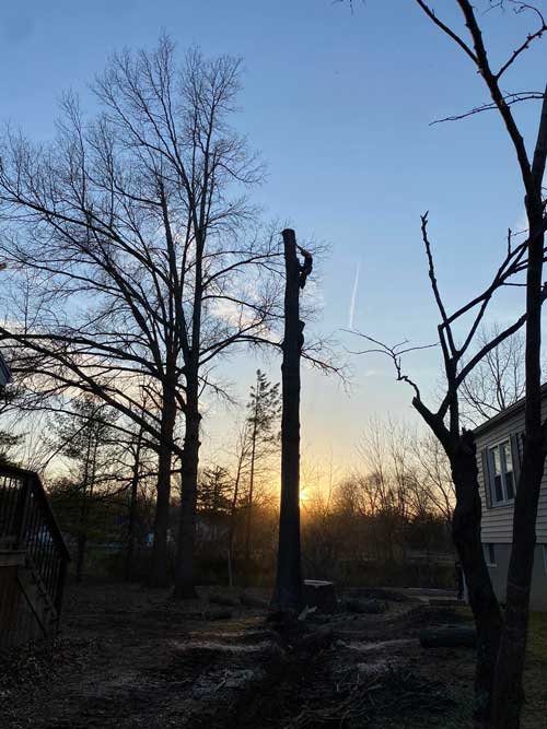 Tree-Removal-Fulton-mo